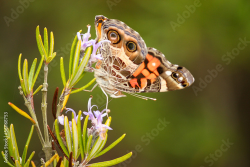 Beautiful butterfly on rosemary flowers, Parque ambiental do Buçaquinho, Esmoriz, Portugal photo