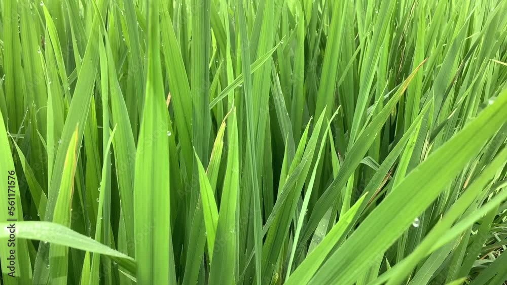 closeup shoots of green rice field with windy blowing closeup shoots of green rice field with windy blowing