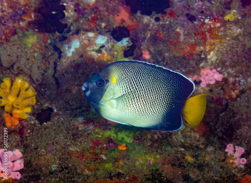 Yellow-tail butterflyfish