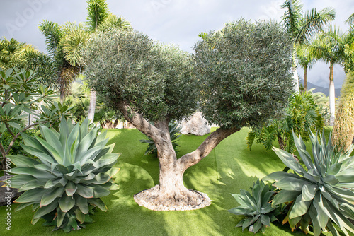 Fototapeta Naklejka Na Ścianę i Meble -  Old olive tree in a big garden surrounded by tropical flora, very neat and trimmed turf and water irrigation pipes helping in the hot weather, healthy landscape with artificial and manmade aesthetics