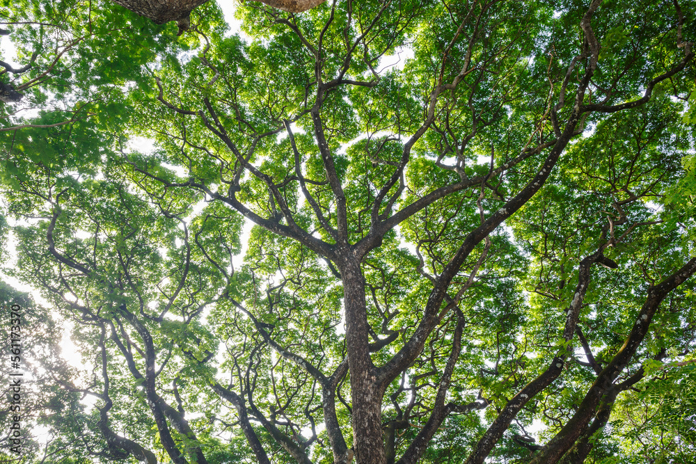 Majestic upwards view the canopy of tall trees forest at low angle view in sunlight Majestic upwards view the canopy of tall trees forest at low angle view in sunlight