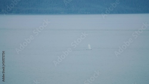 whale blowhole breaching