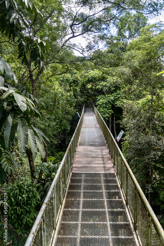 Elevated WIldlife walkway in Rainforest Discovery Centre Sandakan Borneo