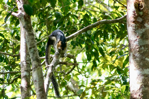 cream-coloured giant squirrel (Ratufa affinis) in Rainforest Discovery Centre Sandakan Borneo	 photo