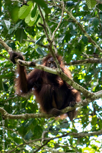 Orangutan in the Rainforest Discovery Centre Sandakan Borneo