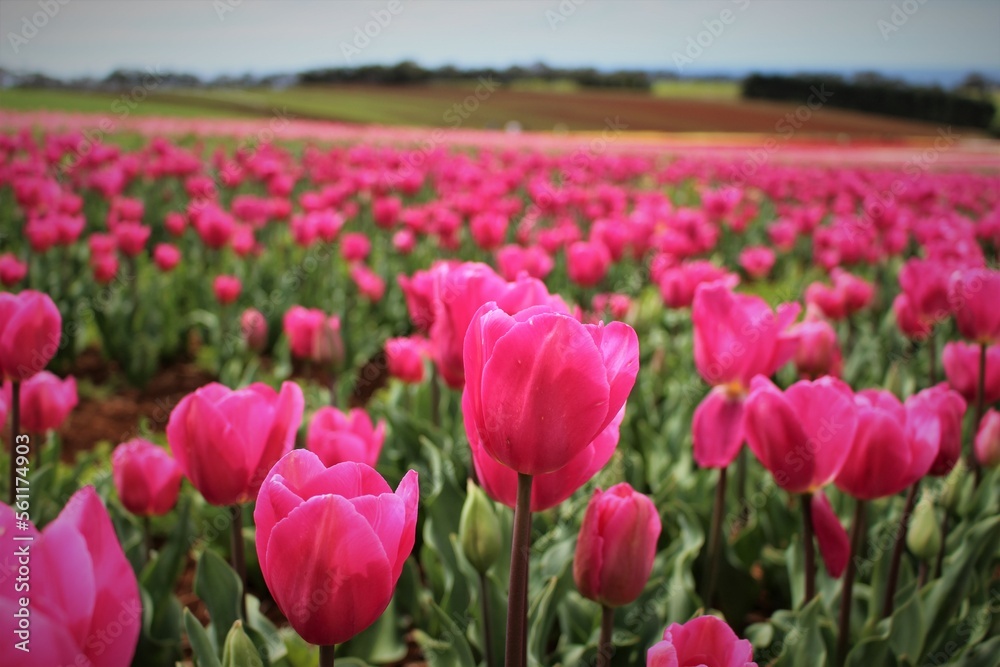 field of tulips field of tulips