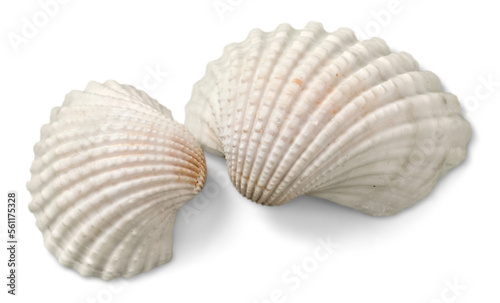 Decorations of seashell or ocean mollusk. Underwater life