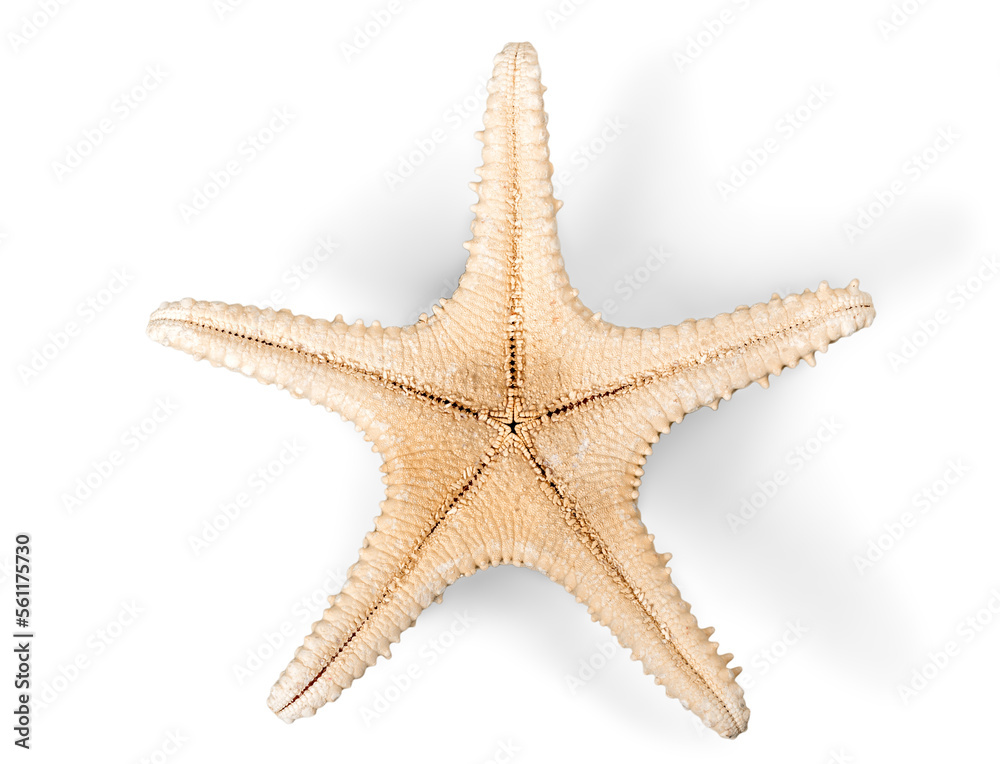 Starfish Decorations or ocean mollusk. Underwater life Starfish Decorations or ocean mollusk. Underwater life