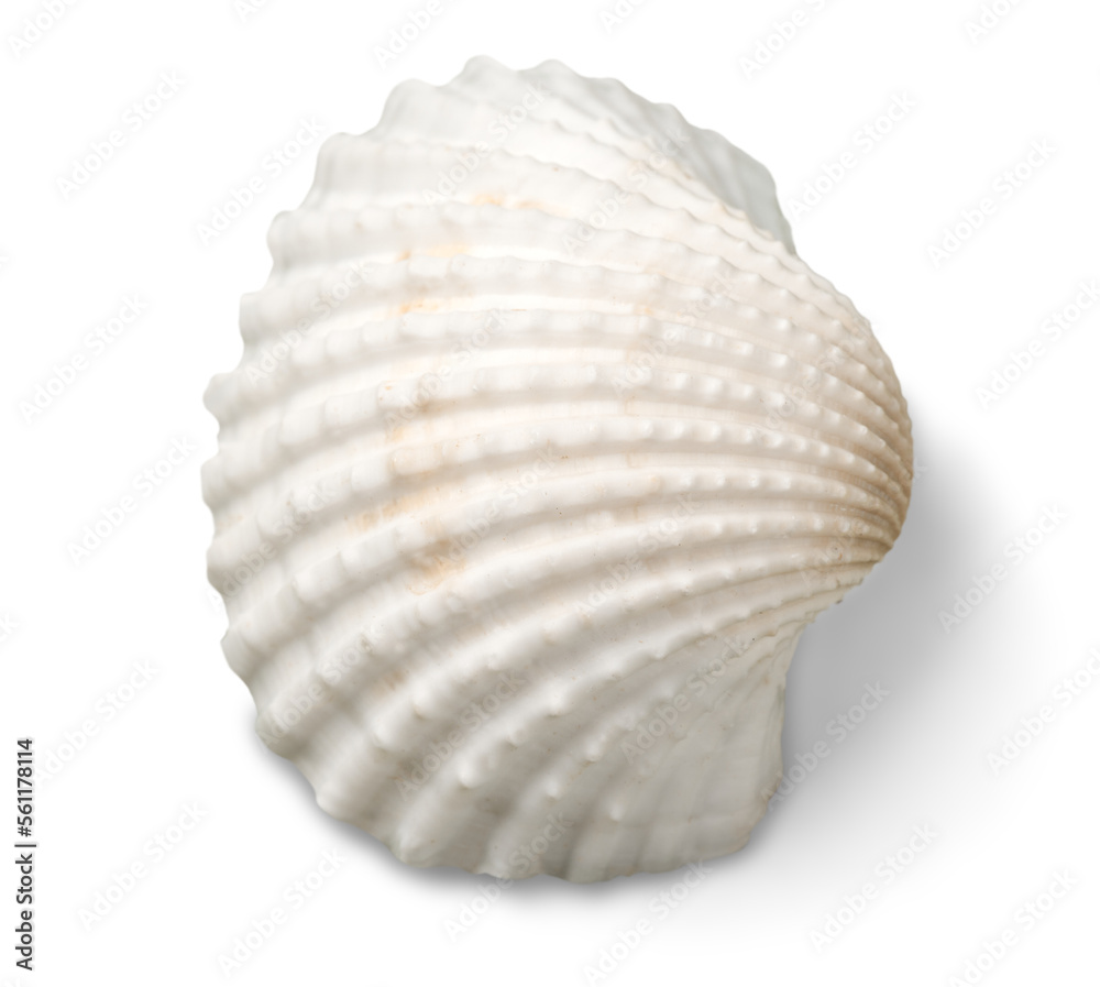 Beautiful clean beach sand shell Beautiful clean beach sand shell