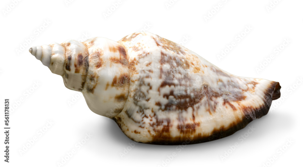 Decorations of seashell or ocean mollusk. Underwater life