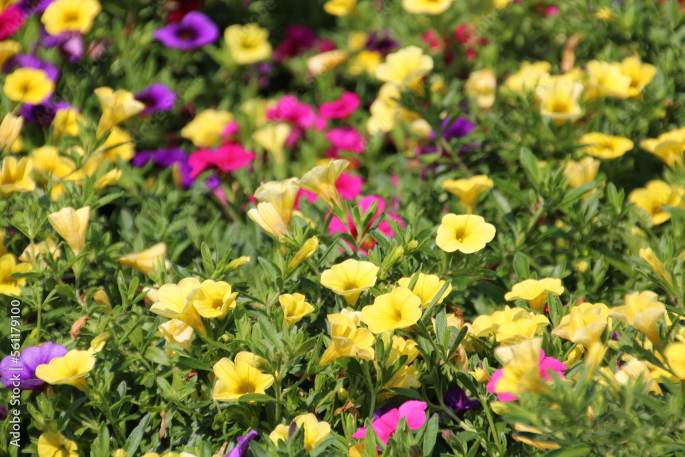 field of flowers