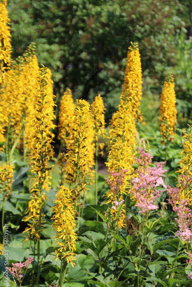 yellow flowers