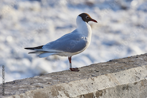 A seagull stands on a gray concrete parapet