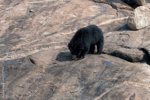 Sloth bear or Melursus ursinus feeding at the Slot Bear sanctuary near Hampi in Karnataka in India photo