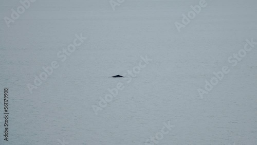 whale blowhole breaching