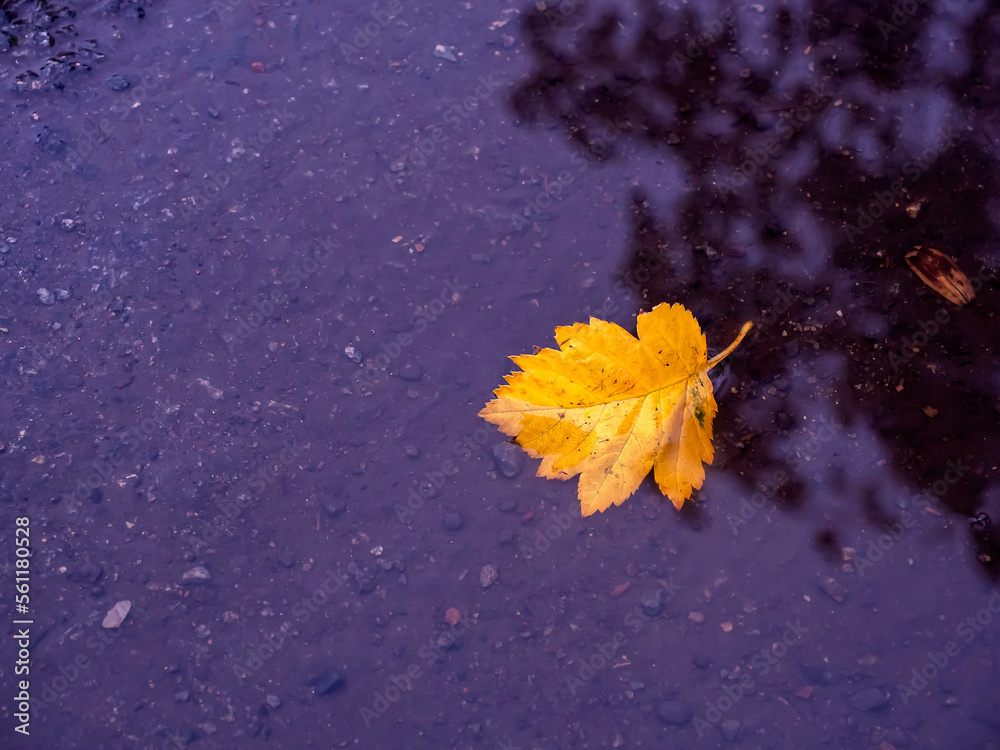 lonely yellow autumn leaf in a puddle lonely yellow autumn leaf in a puddle