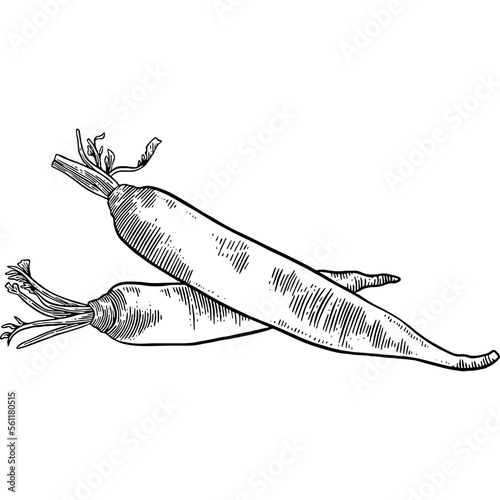 Hand drawn Daikon Radish Sketch Illustration