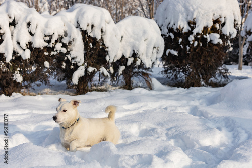 White Jack Russell Terrier on a winter background in the park