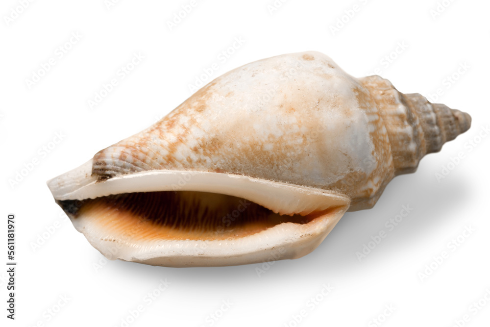 Decorations of seashell or ocean mollusk. Underwater life