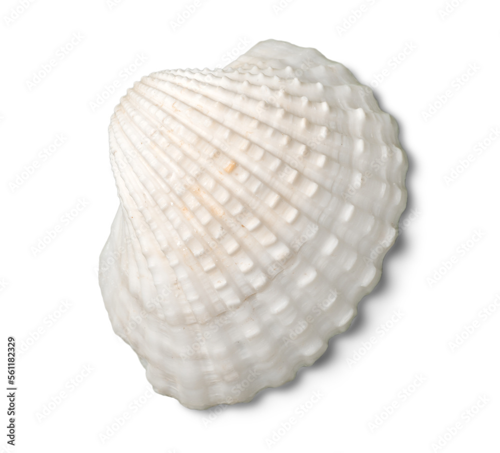 Decorations of seashell or ocean mollusk. Underwater life Decorations of seashell or ocean mollusk. Underwater life