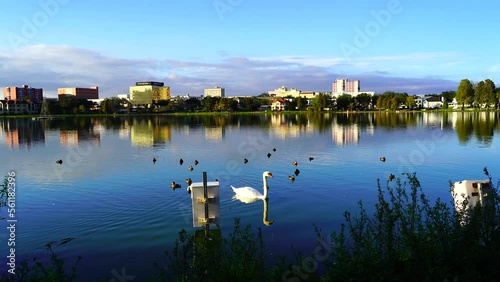 Royal Swan swim with duck in Lake Morton at city center of lakeland Florida	