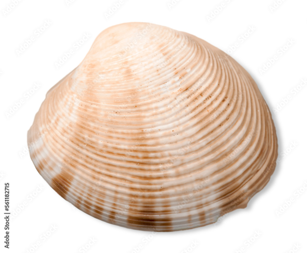 Decorations of seashell or ocean mollusk. Underwater life Decorations of seashell or ocean mollusk. Underwater life