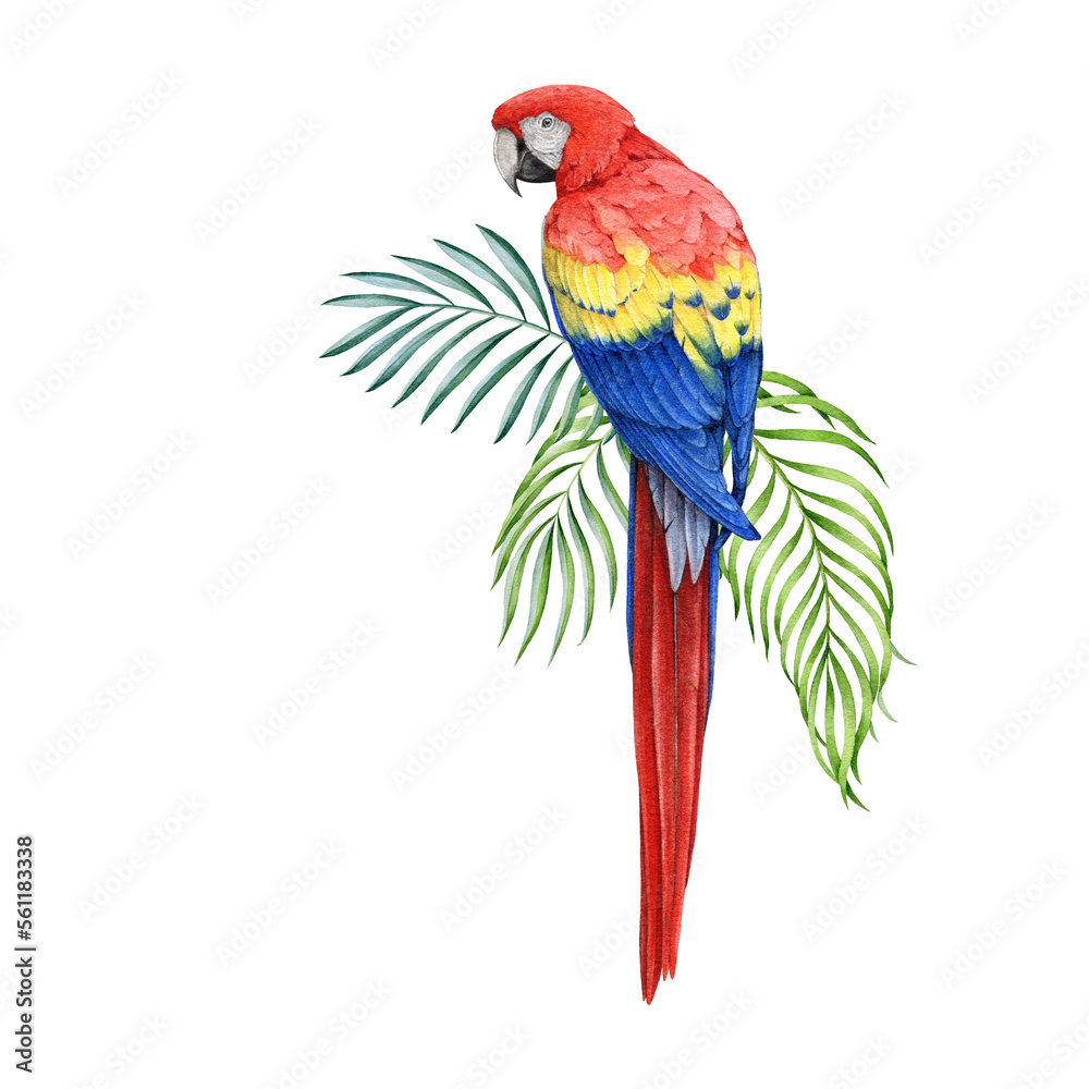 Obraz premium Red macaw parrot with green palm leaves. Hand dawn watercolor illustration. Realistic beautiful scarlet macaw South America native avian. Beautiful bright big parrot with tropical leaves.