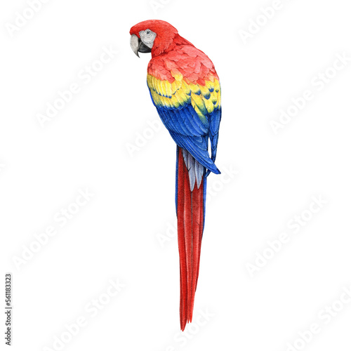 Red macaw parrot hand dawn watercolor illustration. Realistic beautiful scarlet macaw South America native avian. Beautiful bright big parrot. Wildlife tropical bird.  photo