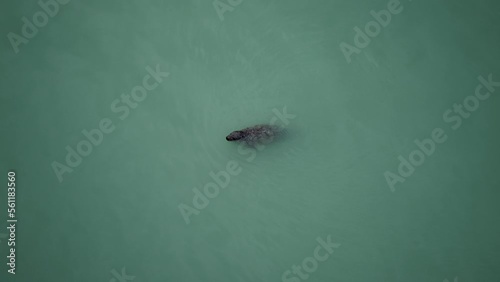 seal in water