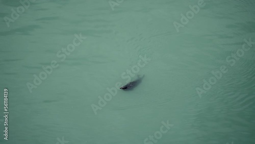 seal in water