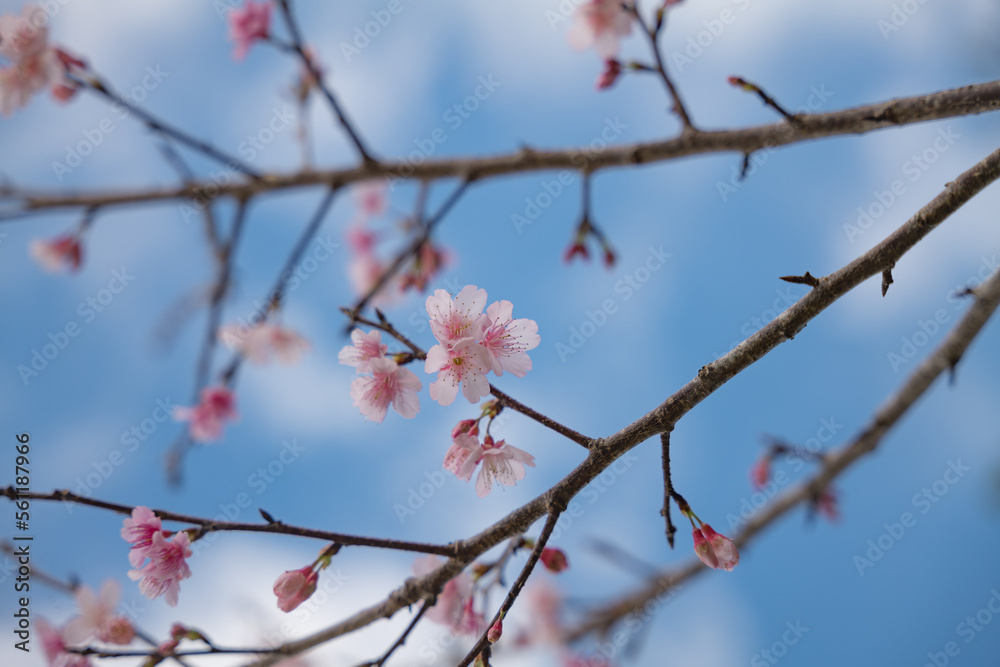 沖縄で日本一早く開花するピンク色の寒緋桜の花 沖縄で日本一早く開花するピンク色の寒緋桜の花