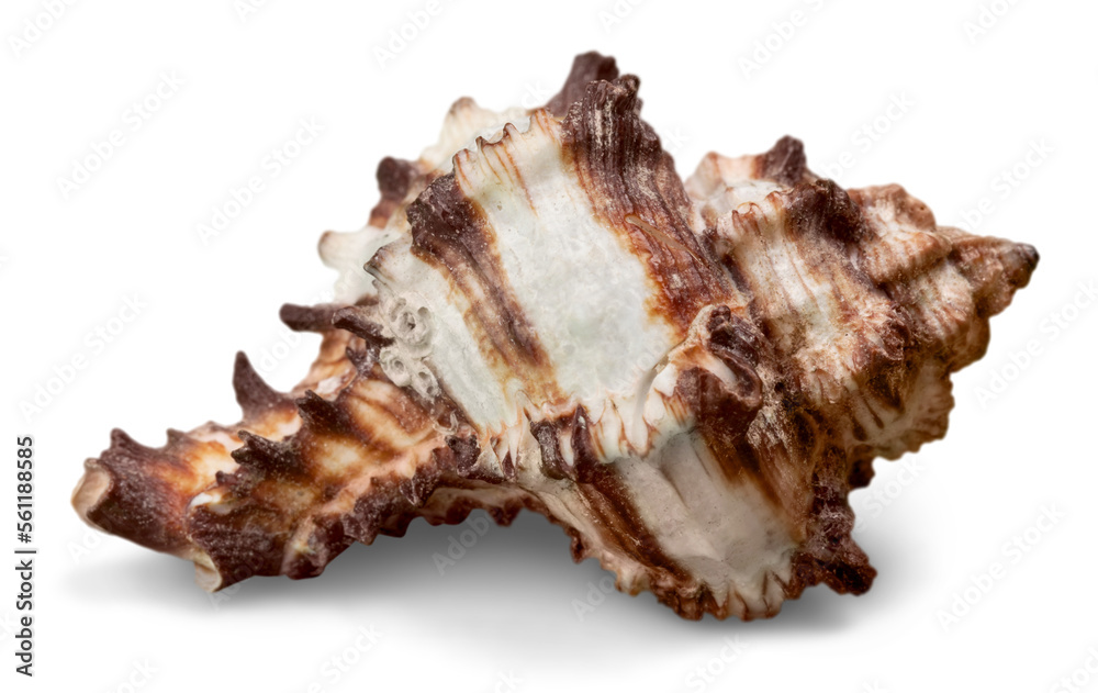 Conch Shell Isolated Conch Shell Isolated