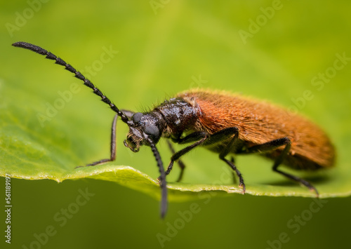 Macrophotography of a Rough Haired Beetle (Lagria hirta) with natural green background. Extremely close-up and details.