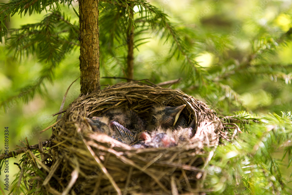 Small bird's nest. Newborn starling chicks. Nature background, photo with shallow depth of field