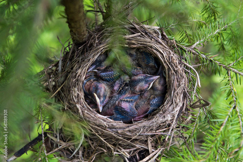 Bilde på lerret Small bird's nest
