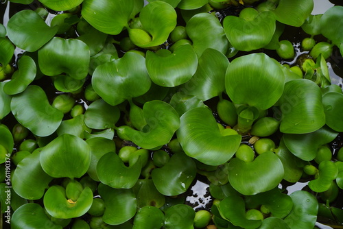 A dragonfly perched on a water hyacinth plant