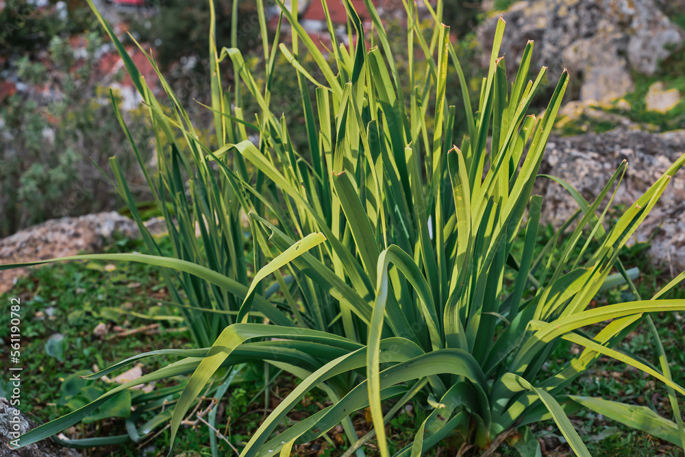 Natural background of flower leaves in the mountains in early spring, selective focus, idea for wallpaper or background about nature Natural background of flower leaves in the mountains in early spring, selective focus, idea for wallpaper or background about nature