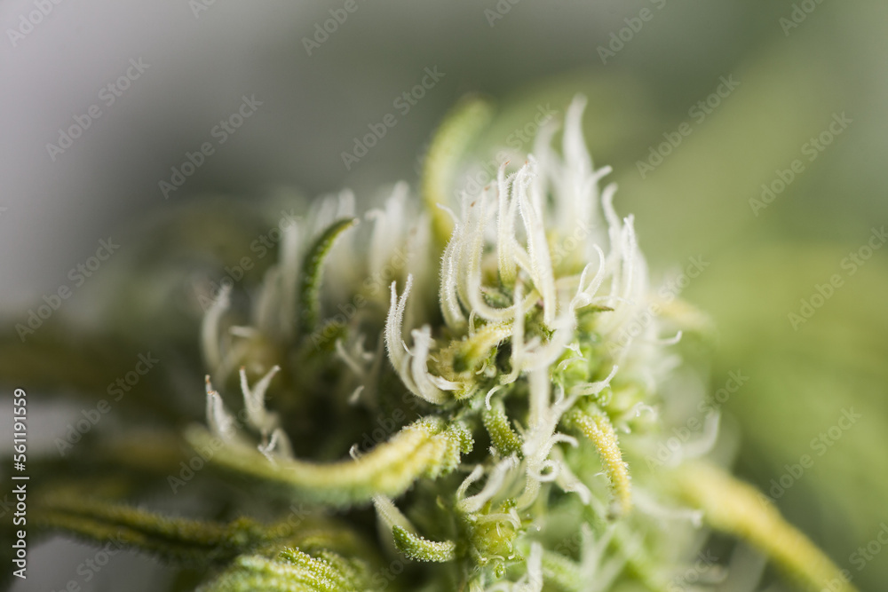 medical cannabise bloom indica strain euphoria