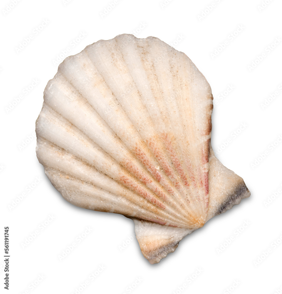 Decorations of seashell or ocean mollusk. Underwater life Decorations of seashell or ocean mollusk. Underwater life