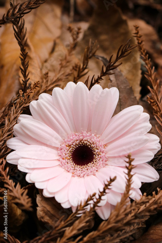 Baby pink colored big Gerbera flower surrounded by autumn cedar leaves.