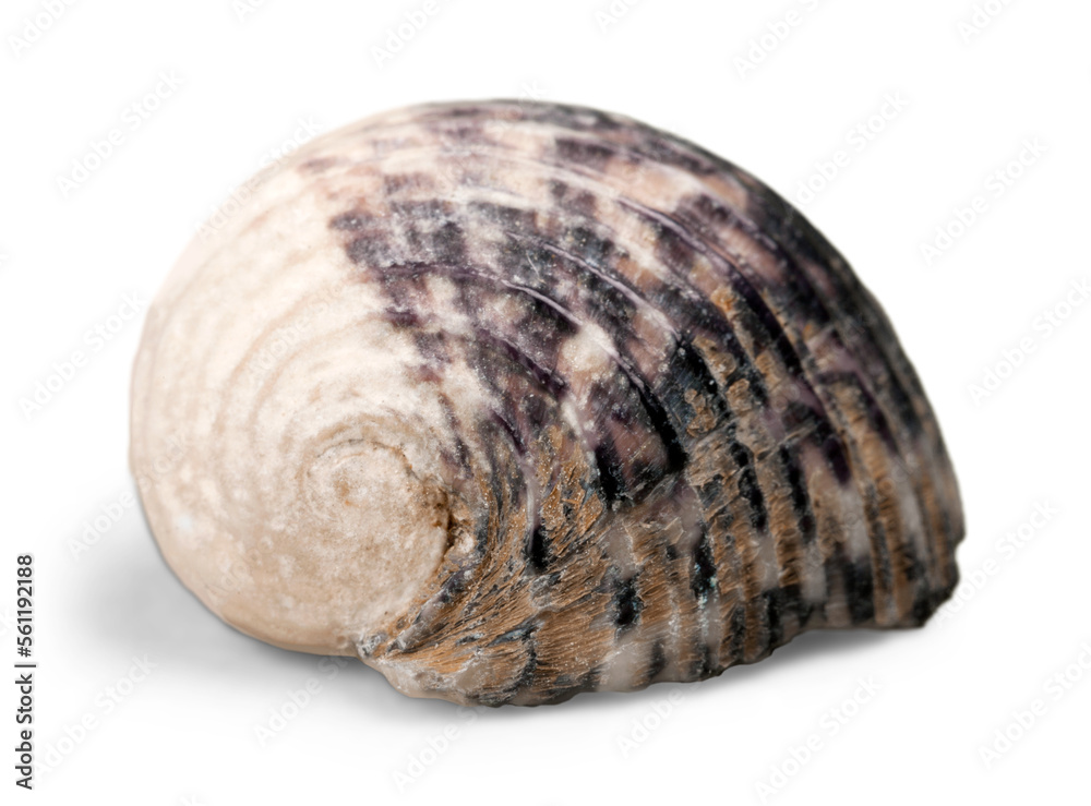 Animal aquatic brown close-up collection concept decoration Animal aquatic brown close-up collection concept decoration