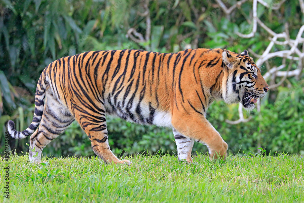 Amur Tiger portrait walking with green background Amur Tiger portrait walking with green background