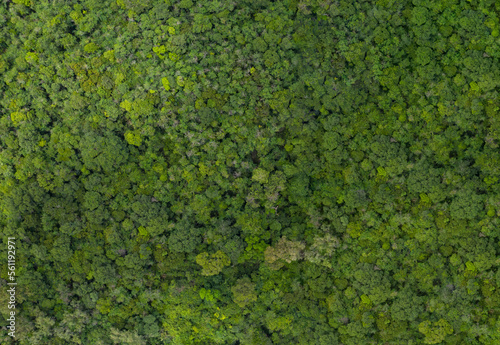 Top view, Rainforest-fertile forest background