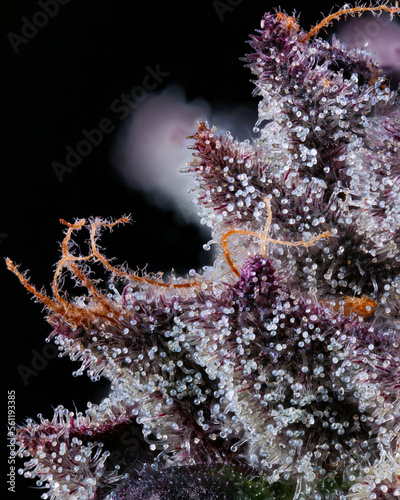 Focus stacked macro shot on some trichomes on a purple cannabis cola