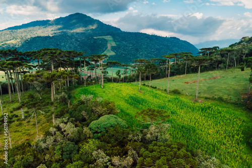 Aerial view of rural area with corn field, mountains and araucaria trees in Santa Catarina, Brazil photo