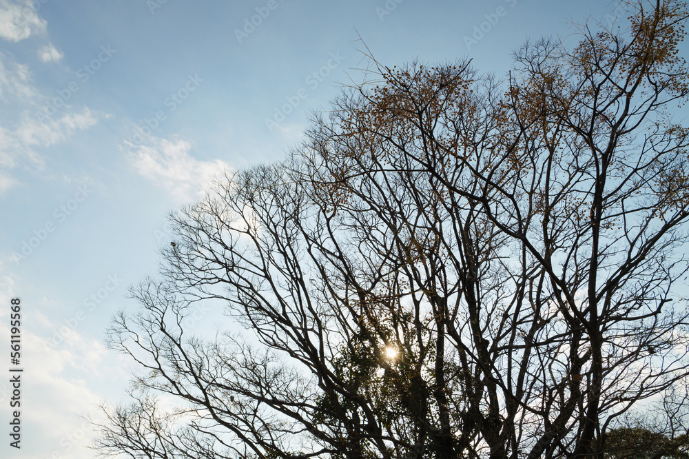 Blue winter sky, dreary landscape of dead trees swaying in the wind