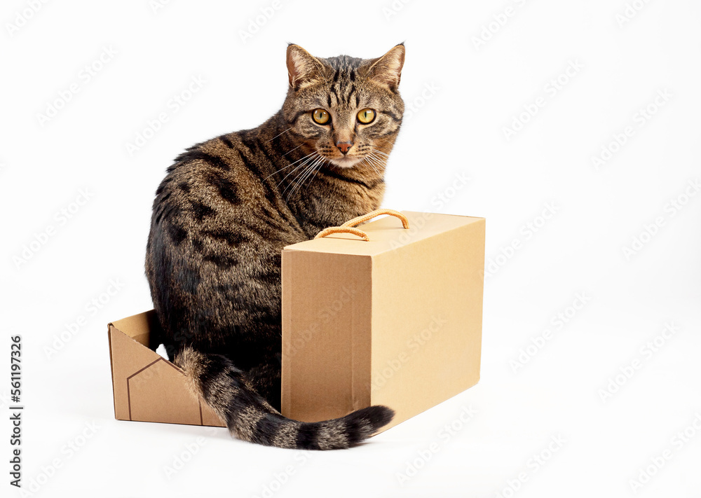 The cat sits hiding behind a cardboard box. There is room for text .