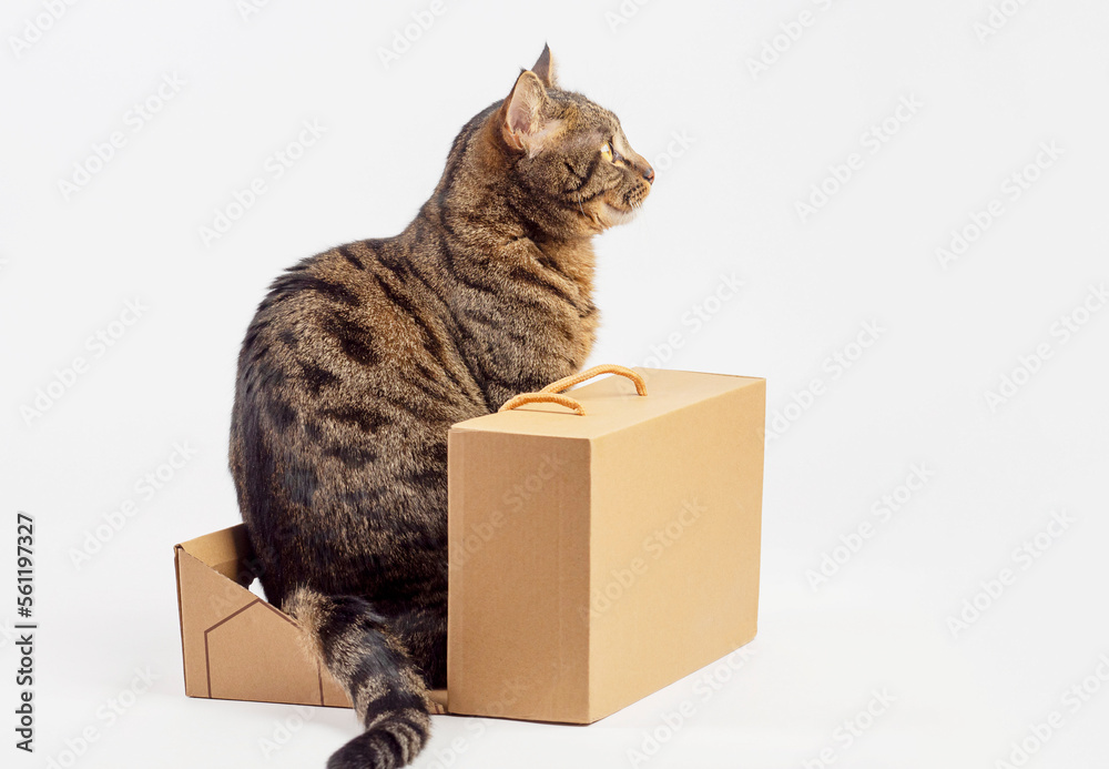 The cat sits hiding behind a cardboard box. There is room for text .