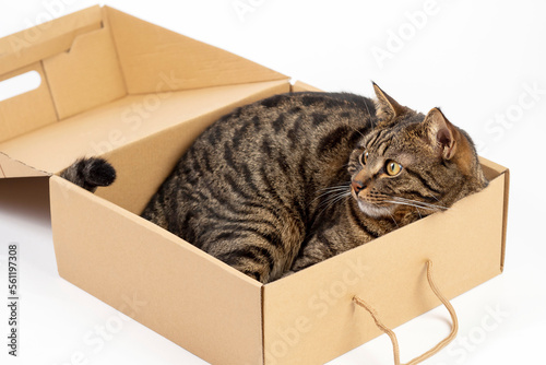 The cat lies in a cardboard box.There is room for text.