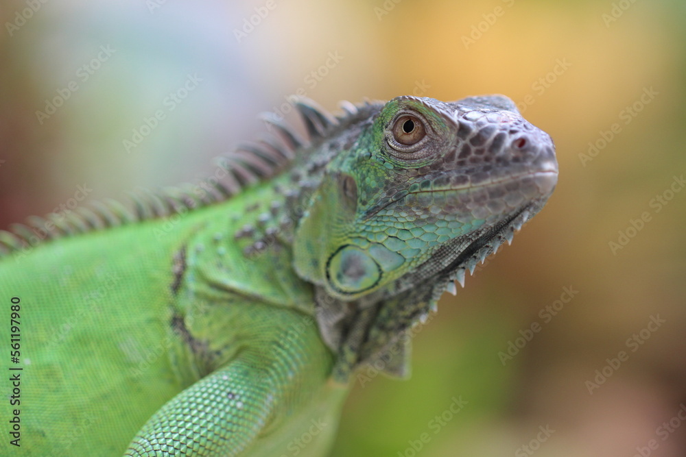 close up of a green iguana sunbathing close up of a green iguana sunbathing